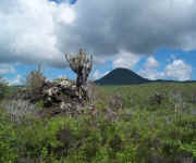 cactus and volcano.jpg (85715 bytes)