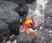 crab.jpg (124847 bytes)