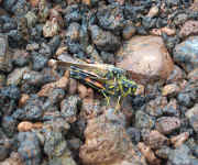 grasshoppers.jpg (126267 bytes)