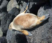 relaxed sea lion.jpg (110662 bytes)