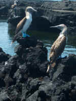 Blue Footed Boobies.jpg (87002 bytes)