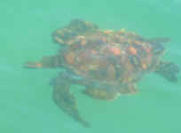 Turtle Swimming.jpg (43682 bytes)