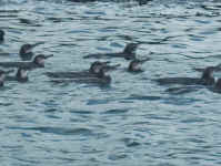 like ducks.jpg (85542 bytes)