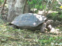 tortoise in the woods.jpg (104543 bytes)