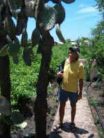 Cactus Tree.jpg (106072 bytes)