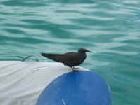 bird on dinghy.jpg (58307 bytes)