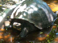 giant tortoise.jpg (80478 bytes)