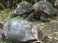more giant tortoises.jpg (86655 bytes)