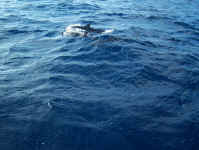 Dolphins on surface.jpg (86221 bytes)