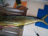 Dorado for dinner.jpg (68268 bytes)