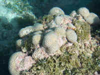 Noni Coral.jpg (112609 bytes)