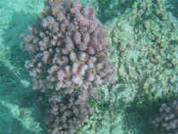Pink coral.jpg (103168 bytes)