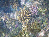 coral colours.jpg (123698 bytes)