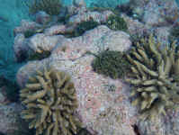 coral garden.jpg (104271 bytes)