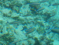shoal fish.jpg (97169 bytes)