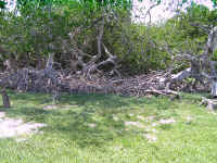 mangroves.jpg (121951 bytes)